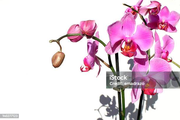 Orquídea - Fotografias de stock e mais imagens de Animal em via de extinção - Animal em via de extinção, Artigo de Decoração, Beleza