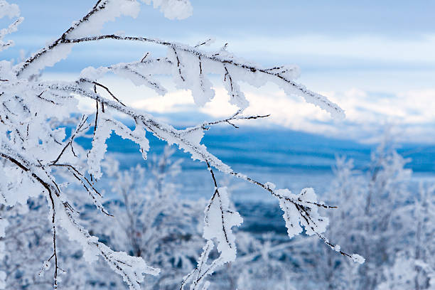 Snowy twigs. Frozen mountains and blue sky on background stock photo