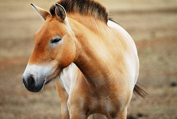 モンゴルワイルド przewalski の馬 - inner mongolia ストックフォトと画像