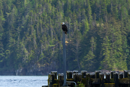Bald eagle perched on a post along the waterfront of Kesey Bay.