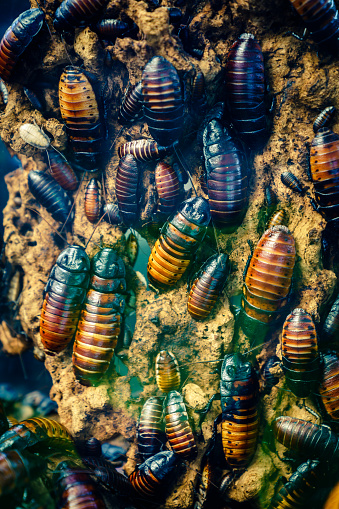Close-up image of a colony of Madagascar hissing cockroach (Gromphadorhina portentosa)