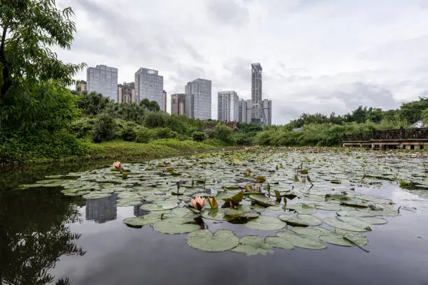 Photo of Lotus pond in modern city park