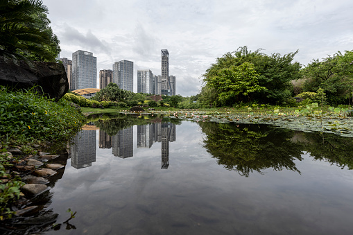 Lotus pond in modern city park