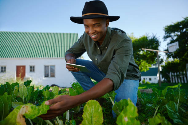 istock Mixed race male farmer working in vegetable patch holding digital tablet 1402775659