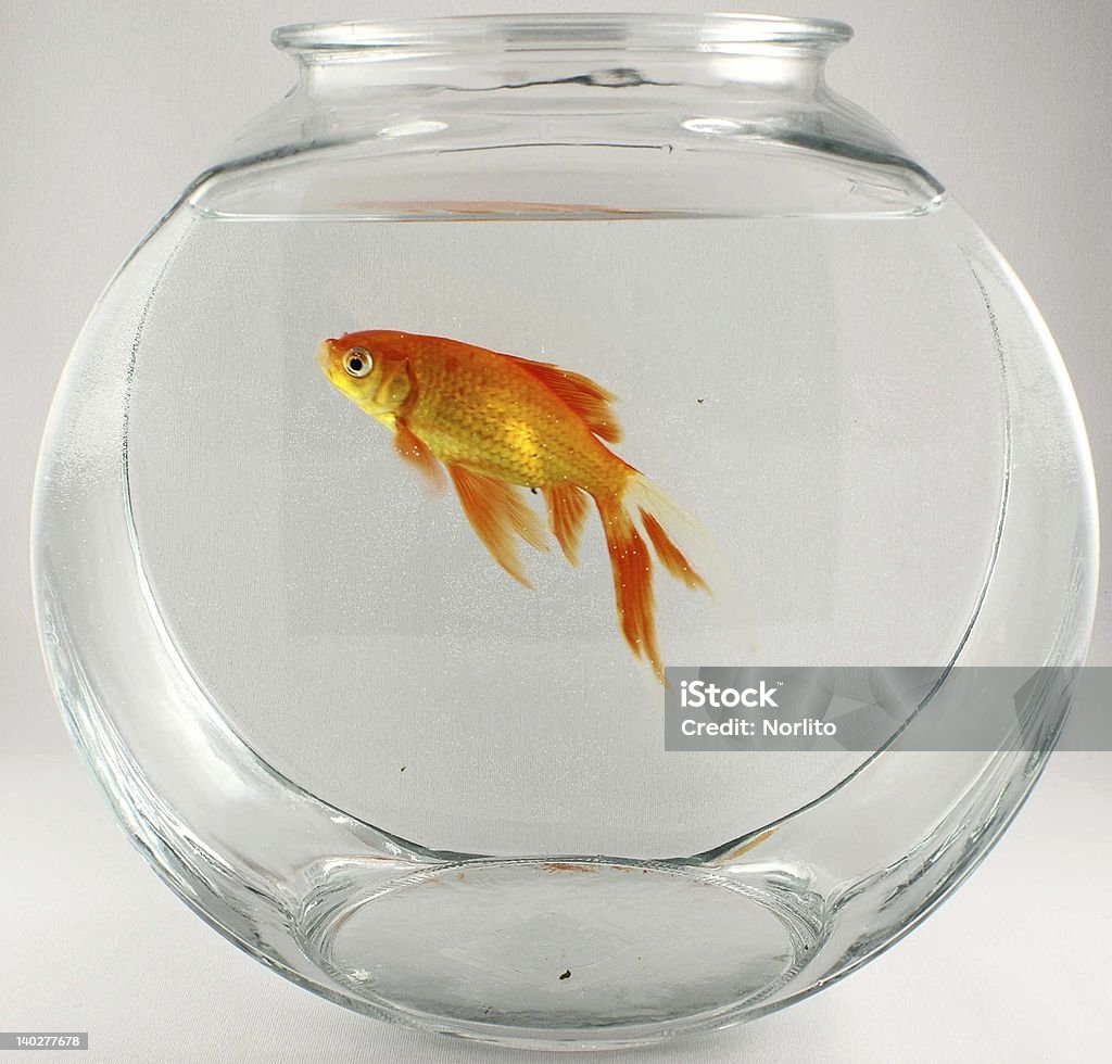 pesce d'oro 2 - Foto stock royalty-free di Acquario - Prodotti per animali domestici