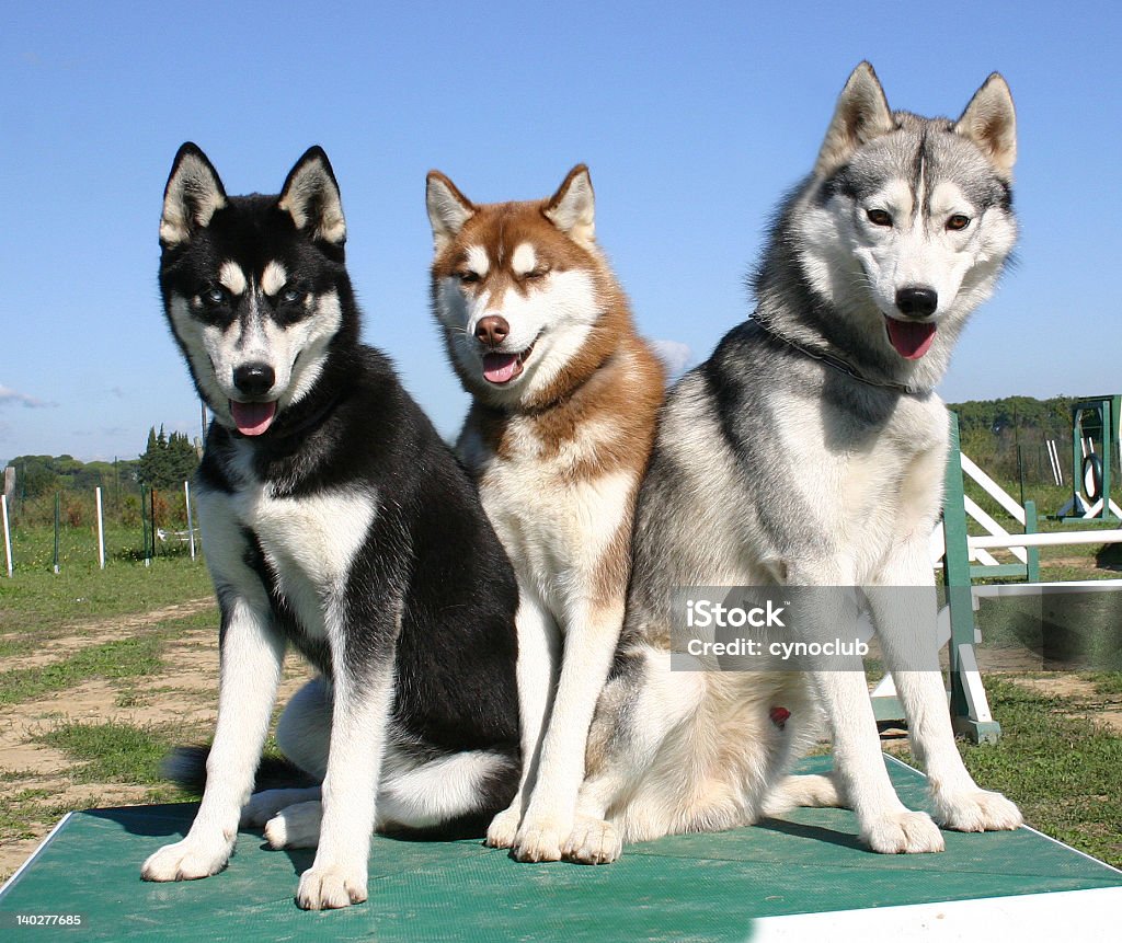 trio di huskys sibériens - Foto stock royalty-free di Ambientazione esterna