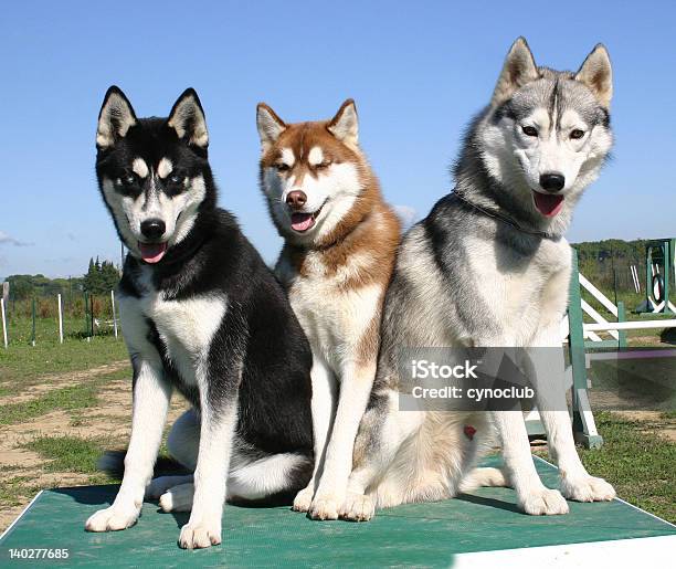 Foto de Trio De Huskys Sibériens e mais fotos de stock de Animais Machos - Animais Machos, Animal, Animal doméstico