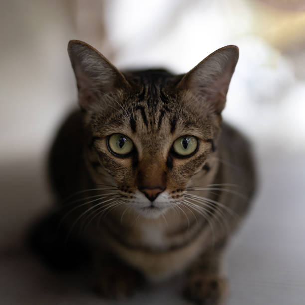 istock Close up tabby cat looking at camera Isolated on background. 1402777314