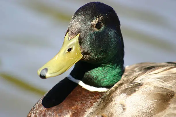 front view of a mallar duck head