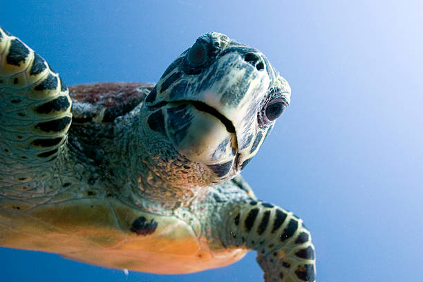 Curious looking turtle stock photo