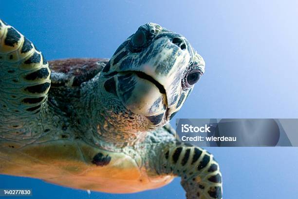 Foto de Curioso Olhando Tartaruga e mais fotos de stock de Animal - Animal, Animal selvagem, Debaixo d'água