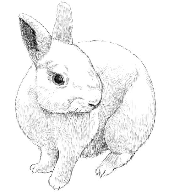 ilustraciones, imágenes clip art, dibujos animados e iconos de stock de conejo monocromo pluma dibujo ilustración vectorial - animals in the wild white background animal black and white