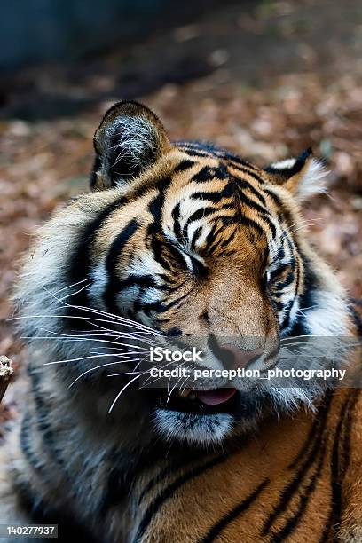 Ritratto Di Tigre - Fotografie stock e altre immagini di Animale da safari - Animale da safari, Animale selvatico, Cacciare