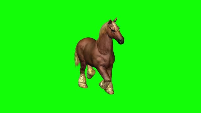 Horse Running on Green Screen