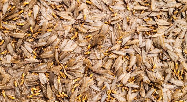 Brown wing termites Brpwn wing termites on the floor. termite queen stock pictures, royalty-free photos & images