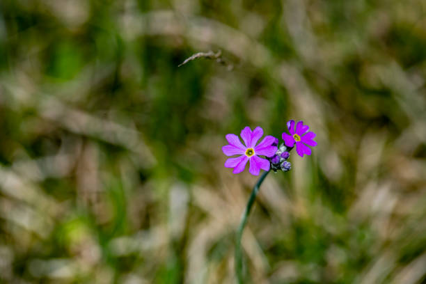 istock Primula farinosa flower in meadow, macro 1402780427