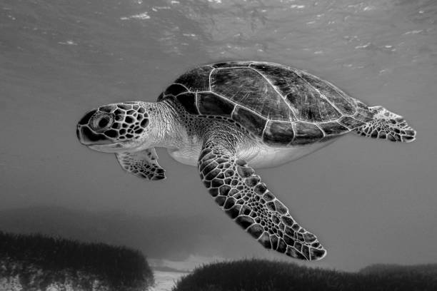 Black & White Green sea turtle