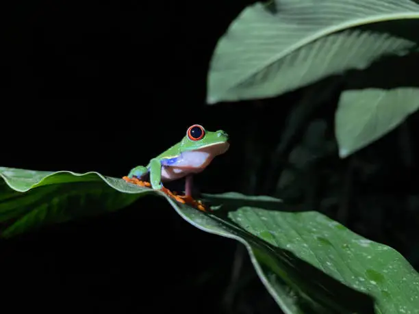 Photo of Agalychnis callidryas, known as the red-eyed tree frog in Costa Rica.