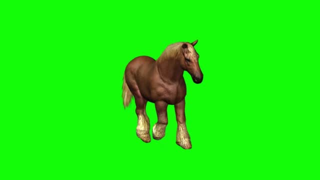 Horse Walking on Green Screen