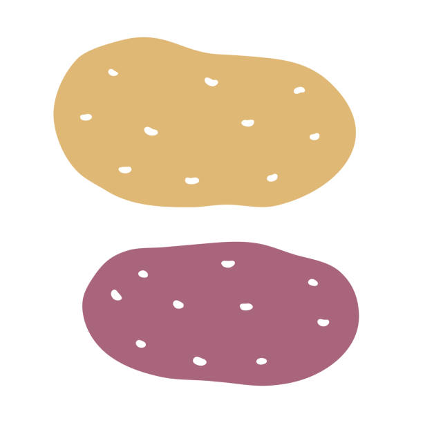 żółty i czerwony ziemniak - red potato raw potato isolated vegetable stock illustrations