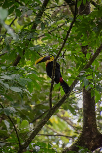 istock Toucan is resting on a branch in Costa Rica. 1402780707