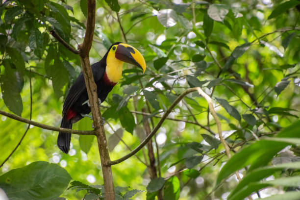istock Toucan is resting on a branch in Costa Rica. 1402780710