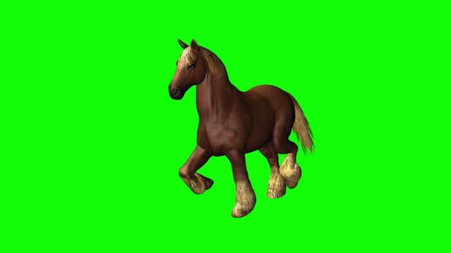 Horse Running on Green Screen
