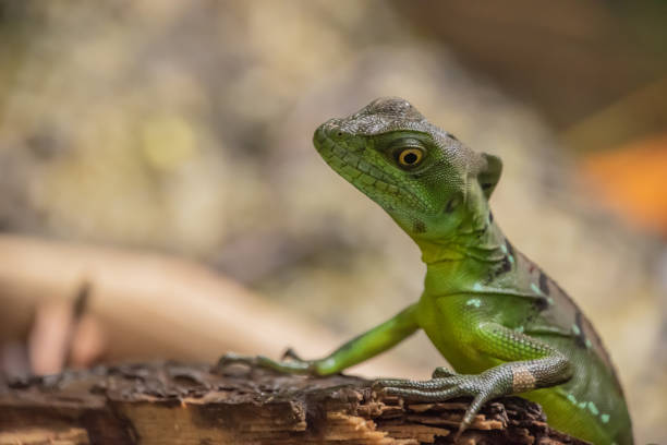 istock Female Jesus Christ lizard in Costa Rica. 1402780970