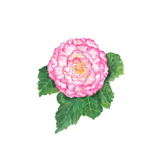 istock Begonia flower isolated on white background. Watercolor hand drawn illustration. 1402782713