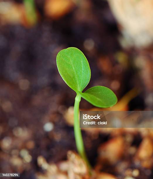 Green Sprout Stock Photo - Download Image Now - Abstract, Agriculture, Bud