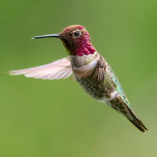 istock Hummingbird In Flight Soft Green Background in Western Oregon 1402784391