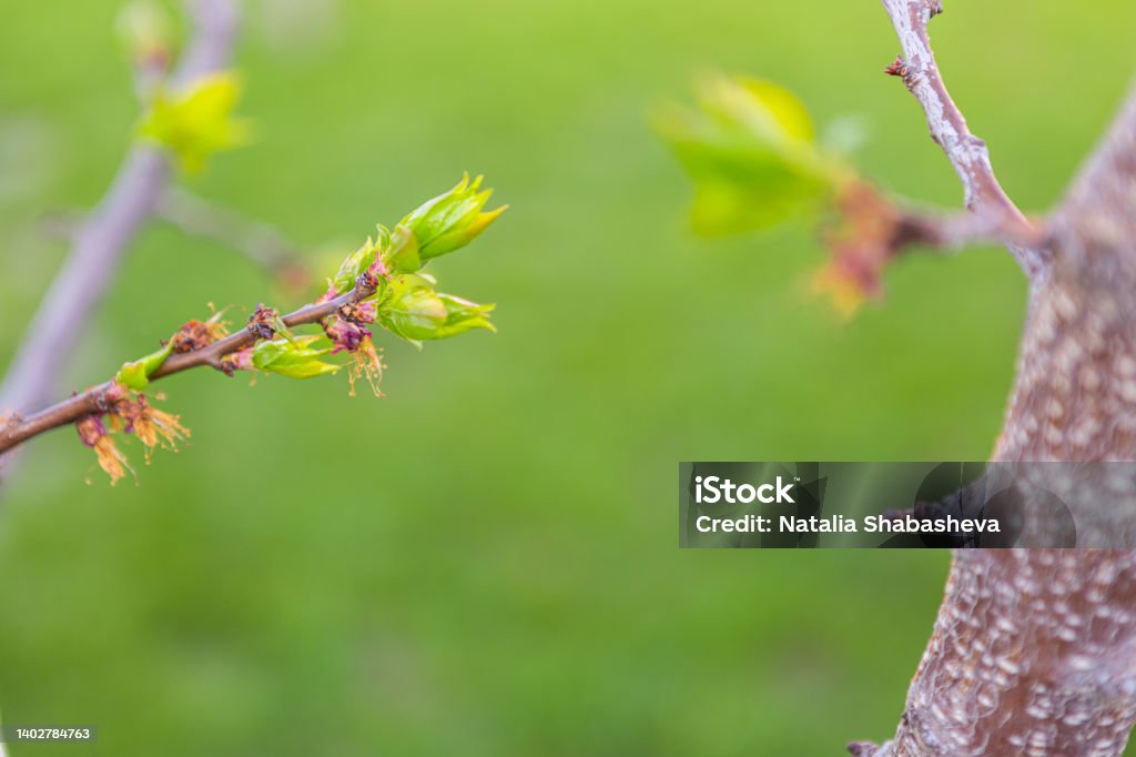 Spring Tree Banches Beautiful Spring Tree Branches With Leaves And Flower Buds Stock Photo ...