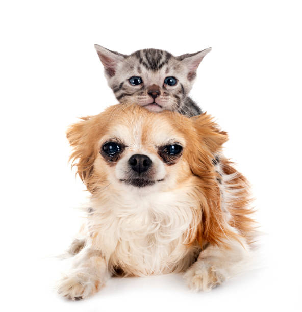 istock bengal kitten and chihuahua in studio 1402785841