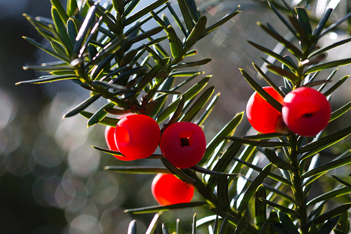 Close up of bright red yew tree berries against a blurred background