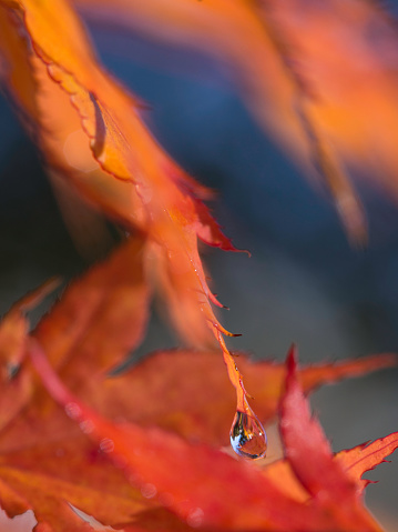 A single drop of water hangs from an orange Japanese maple leaf