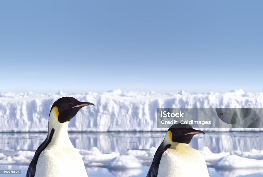 Penguins with the ocean, floating ice and a glacier shelf  Penguins in Antarctica Animal Stock Photo