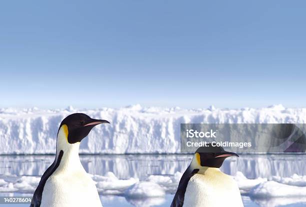 Penguins With The Ocean Floating Ice And A Glacier Shelf Stock Photo - Download Image Now