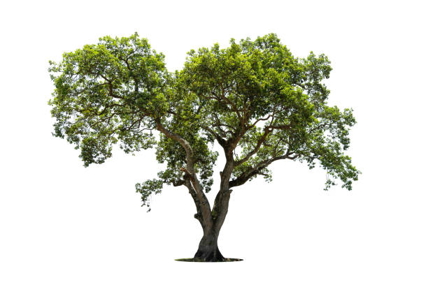 istock Trees isolated on white background, tropical trees isolated used for design, advertising and architecture 1402786546