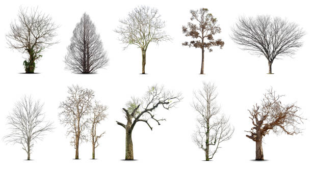 istock Collection of dead tree,dry tree, isolated on white background. 1402786745