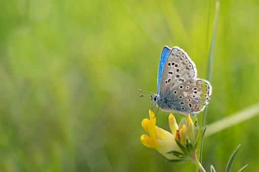 Close-up of a blue butterfly (Lycaenidae) sitting on a yellow flower in nature