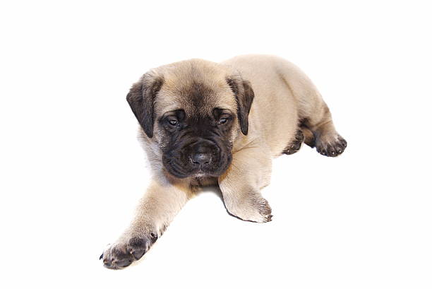 a very young fawn colored English Mastiff puppy on isolated white background