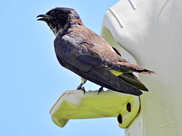 istock Purple Martin (Progne subis) - perched on a gourd birdhouse 1402787421