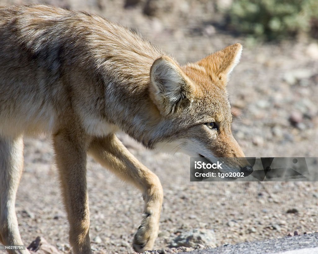 Stalking Coyote Coyote on the prowl for varmints, Death Valley, California. Animal Wildlife Stock Photo Stalking Coyote Coyote on the prowl for varmints, Death Valley, California. Animal Wildlife Stock Photo