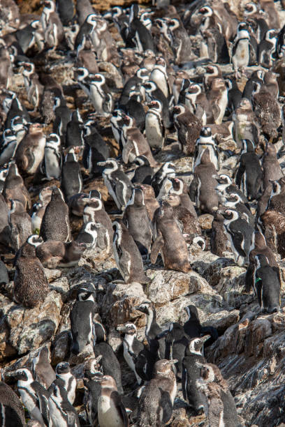 istock African Penguin colony along Boulders Beach, Cape Town 1402788257
