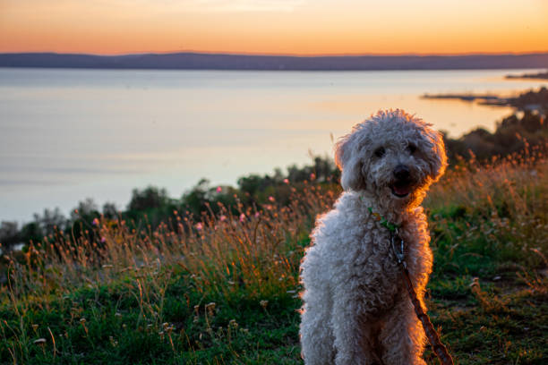 istock Dog in a landscape with sunset 1402788363