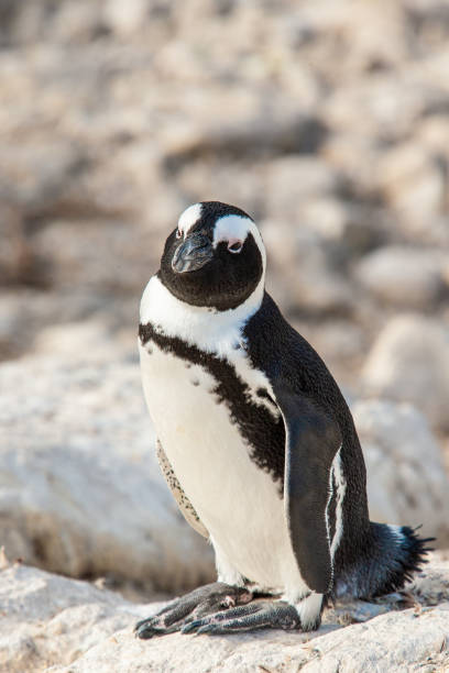 African Penguin colony along Boulders Beach, Cape Town stock photo