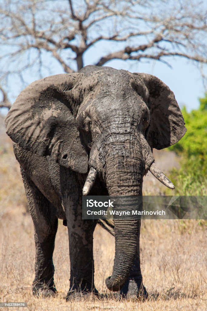 African Elephant walking through the grasslands Africa Stock Photo