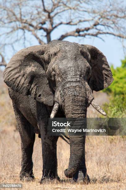 African Elephant Walking Through The Grasslands Stock Photo - Download Image Now - Africa, African Culture, African Elephant