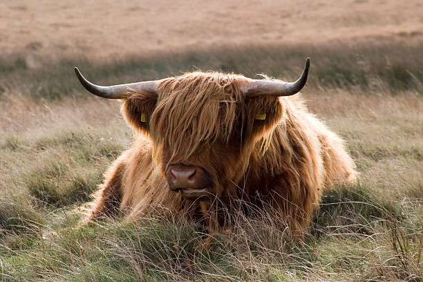 istock Highland Cattle, Yorkshire Dales 140278868