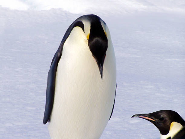 penguins - anti smoking photos et images de collection